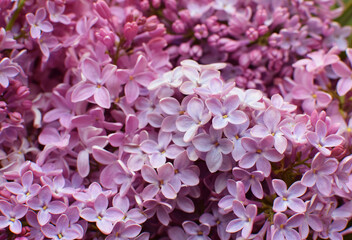 Beautiful pink background from lilac flowers close-up. Spring flowers of lilac.