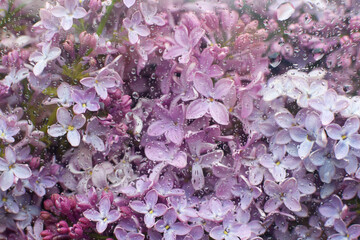 Beautiful pink background of lilac flowers close-up behind glass with water drops. Spring lilac flowers.
