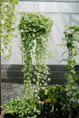 variety of hanging plants 