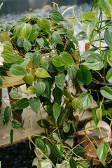 Black gold philodendron 