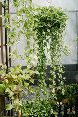 variety of hanging plants 