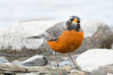 American robin on the shoreline of the Bow River, Calgary, Alberta.