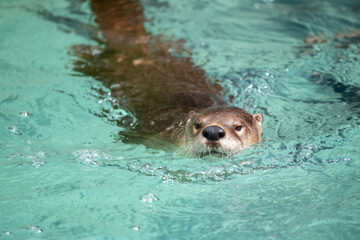 Swimming Otter
