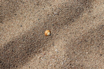 A beautiful shell lies on the sand on a beach in a coastal town, in the Mediterranean Sea. The sand is fine and contains some cute pebbles. Vacations and holidays in summer.
