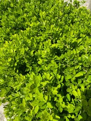 green leaves background