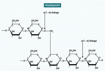Amylopectin is a water-soluble polysaccharide and highly branched polymer of α-glucose units found in plants.