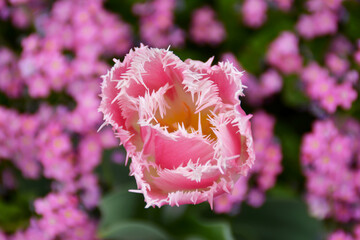 Tulpe Fancy Frills, Botanischer Garten in Gütersloh in NRW, Blumenbeet mit Tulpen