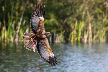 A western marsh harrier (Circus aeruginosus) flies carrying a rabbit in its talons after hunting it...