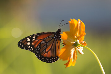 Brazilian Insect
This insects is very rare in brazilian savannah.