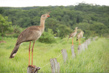 Brazilian Savannah Bird This bird is very rare in Brazilian Savannah © judsoncastro