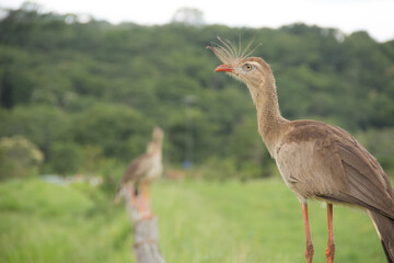 Brazilian Savannah Bird
This bird is very rare in Brazilian Savannah