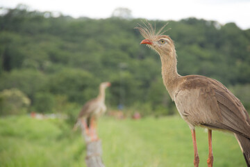 Fototapeta premium Brazilian Savannah Bird This bird is very rare in Brazilian Savannah