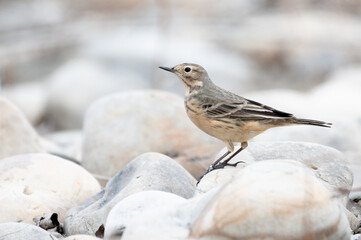 American pipit bird on river rocks