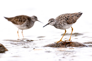 Lesser yellowlegs birds standing on rock in river
