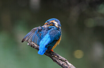 common kingfisher birde little on the tree 