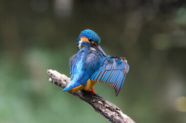 
Common kingfisher is a kingfisher found in water. It likes to catch shrimp, catch fish and bathe and dress to remove damaged hair to grow new feathers. Beautiful colors and cute demeanor.