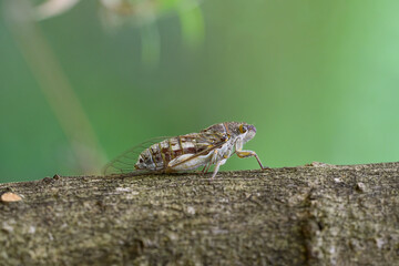 
Cicadidae is another family of cicadas that like to lay eggs in the soil during the summer when...