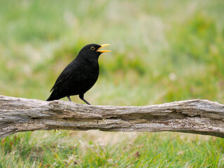 Blackbird, Turdus merula, single male on log worms, Warwickshire, April 2022