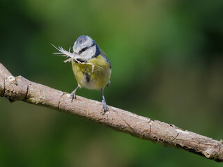 Blue tit, Cyanistes caeruleus