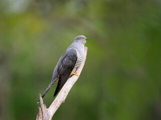 Common cuckoo, Cuculus canorus,