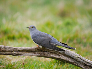 Common cuckoo, Cuculus canorus,
