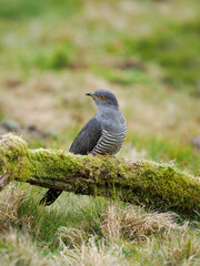 Common cuckoo, Cuculus canorus,