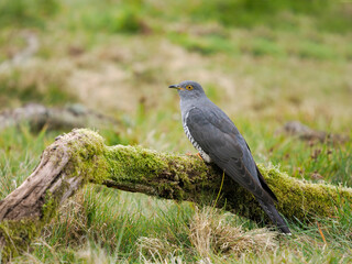 Common cuckoo, Cuculus canorus,