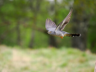 Common cuckoo, Cuculus canorus,
