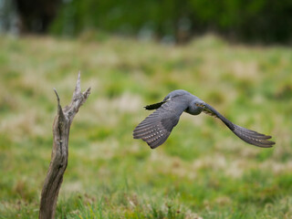 Common cuckoo, Cuculus canorus,