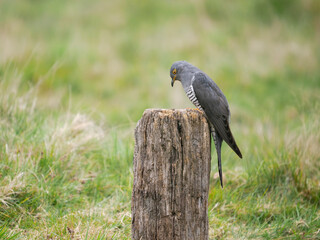 Common cuckoo, Cuculus canorus,