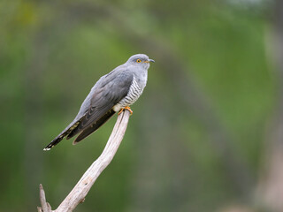 Common cuckoo, Cuculus canorus,
