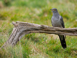 Common cuckoo, Cuculus canorus,