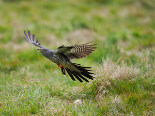 Common cuckoo, Cuculus canorus,