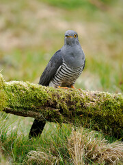 Common cuckoo, Cuculus canorus,