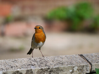 Robin, Erithacus rubecula