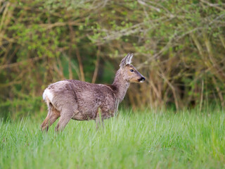 Roe deer or Western roe or Europan roe, Capreolus capreolus