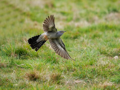 Common cuckoo, Cuculus canorus,