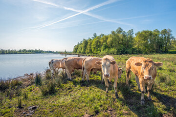 Five light brown cows stand on the banks of a wide creek in the Dutch province of North Brabant. Two cows look curiously at the photographer. It is a sunny day in the spring season.