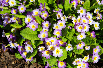 The primrose flower is pink and white. (Latin Primula rosea).
 They bloom in early spring, one of...