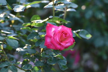 薔薇　Rose
