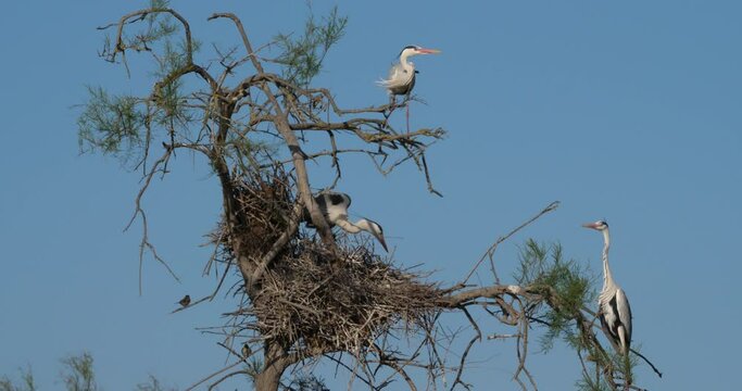 Grey herons, Ardea cinerea, in the  Camargue, France