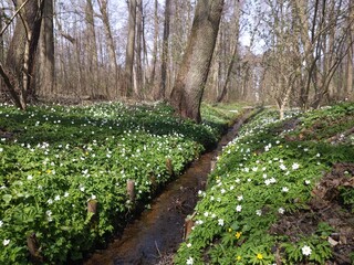 Forest spring meadow with white flowers and a river