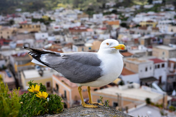 Sizilien: Lipari Stadt - Nahaufnahme einer Möve auf dem Burgberg mit Blick über die Dächer der Altstadt