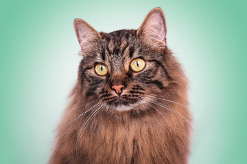 Chat européen angora poil long tigré fauve portrait animal de compagnie félin sur fond coloré...