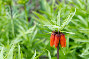 Flower red buds of the Imperial grouse (Fritillaria imperialis) in the park on a flower bed close-up. Beautiful spring blooming in the garden	
