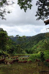 Fototapeta na wymiar Ile de la Martinique, Jardin de Balata 