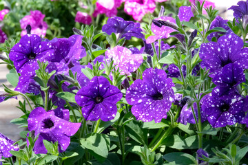 Purple variegate petunia (lat.- Petunia violacea, Petunia Integrifolia)