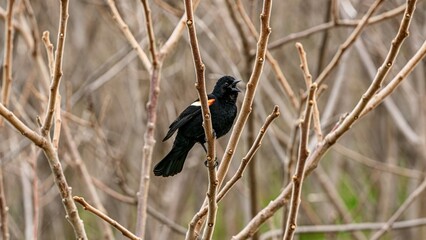 Red-winged Black Bird sings during springtime at Humber Bay Park in Toronto