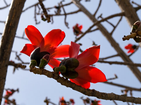 Blooming bombax or cotton tree (lat.- Bombax Ceiba)