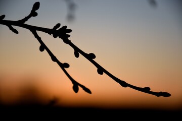 Fototapeta na wymiar Silhouette of a branch
